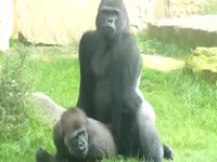 Animal sex at the zoo as gorillas fuck in front of a crowd